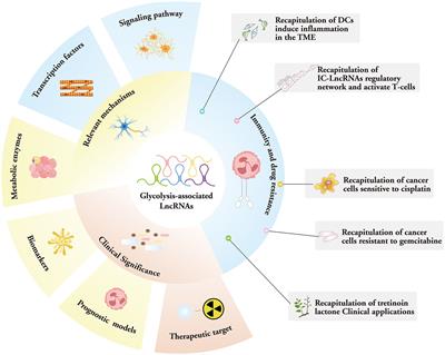 Glycolysis-associated lncRNAs in cancer energy metabolism and immune microenvironment: a magic key